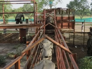 La Policía Nacional dejó el ganado a disposición del Instituto Colombiano Agropecuario de Arauca (ICA) para adelantar el procedimiento respectivo de sanidad y control de vacunas.