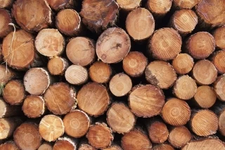 Autoridades incautaron 400 piezas de madera en la vereda Alto Tillavá del municipio de Puerto Gaitán.