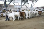 El Remate de ganado en Malocas 2013 fue de $5500 millones el promedio de los 48 lotes de remate de potrero y cabezal, que se efectuaron en el recinto del Coliseo de Ferias de Villavicencio.
