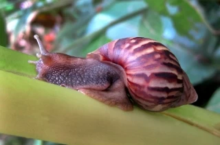 Casi doscientos kilos de caracol gigante africano recogieron en San Martín, Meta, en campaña para disminuir la población del molusco en esa localidad llanera.