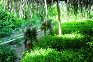 La Fuerza De Tarea Conjunta Omega destruyó 13 hectáreas de coca y 328 galones de insumos líquidos, en Vistahermosa, departamento del Meta.