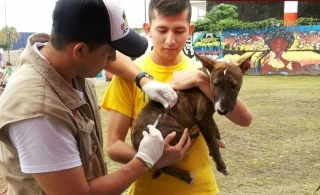 El Coso Municipal realizó durante la Recreovía una jornada en la que caninos y felinos fueron vacunados y adoptados.