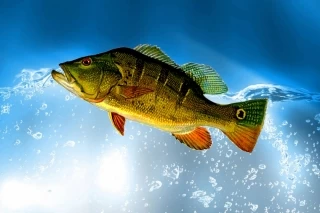 Reglamentación de la pesca del pez pavón en Vichada.