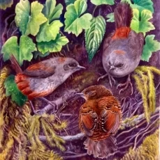 Aunque las aves de su género habitan en Centro y Suramérica, esta nueva especie sólo habita en la Serranía del Perijá.