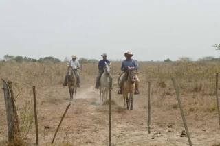Consecuencias catastróficas sobre los suelos de la altillanura tendría el fenómeno de El Niño.