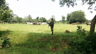 Las reses que habían sido robadas de una finca de La Primavera Vichada, fueron recuperadas por el Ejército Nacional.
