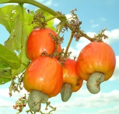 Con proyecto buscan construir posibilidades empresariales para los productores, potenciales cultivadores e interesados en el marañón.