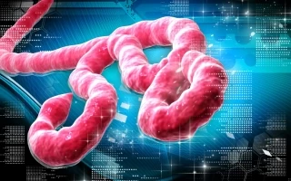 Con carácter urgente, convocaron el Comité de Sanitad Portuaria, con el fin de brindar lineamientos sobre el tema del virus del Ébola