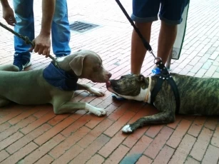 Alcaldía de Yopal registro y censo ejemplares de razas caninas consideradas potencialmente peligrosas, de acuerdo a lo preceptuado en la Ley 746 del 2002 y el Acuerdo Municipal 05 del 2013.