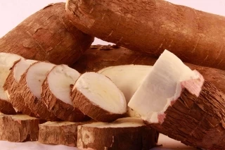 Con investigación en variedad de yuca para proyecto agroindustrial en Aguazul buscan poner en marcha planta de procesamiento.