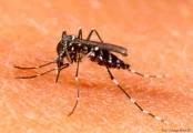 Ante el aumento de casos durante las últimas semanas, la secretaria de Salud departamental declaró la alerta por brote de dengue en cuatro municipios del Meta