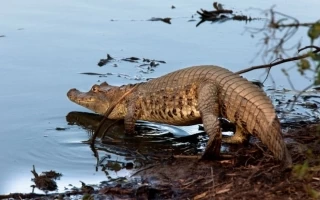 21 ejemplares de Cocodrilo del Orinoco, 14 hembras y siete machos, serán liberados en el Parque Nacional Natural El Tuparro como parte del Proyecto Vida Silvestre.. Foto: Miguel Moya.