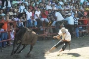 Llanero auténtico 2010: En la plaza de ferias prueba de enlazar una vaca.