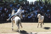 Llanero auténtico 2010: En la plaza de ferias prueba de enlazar una vaca.