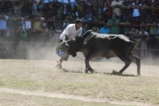 Llanero auténtico 2010: En la plaza de ferias prueba de tumbar la vaca.